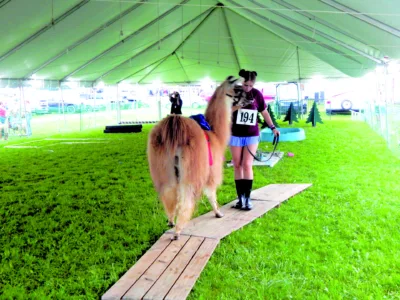 Llamas pack loads of love at Canfield Fair